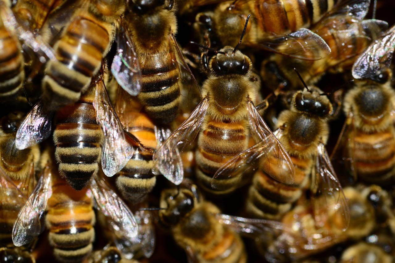 who-we-are Macro shot of honeybees in a hive, showcasing their striped bodies and transparent wings.